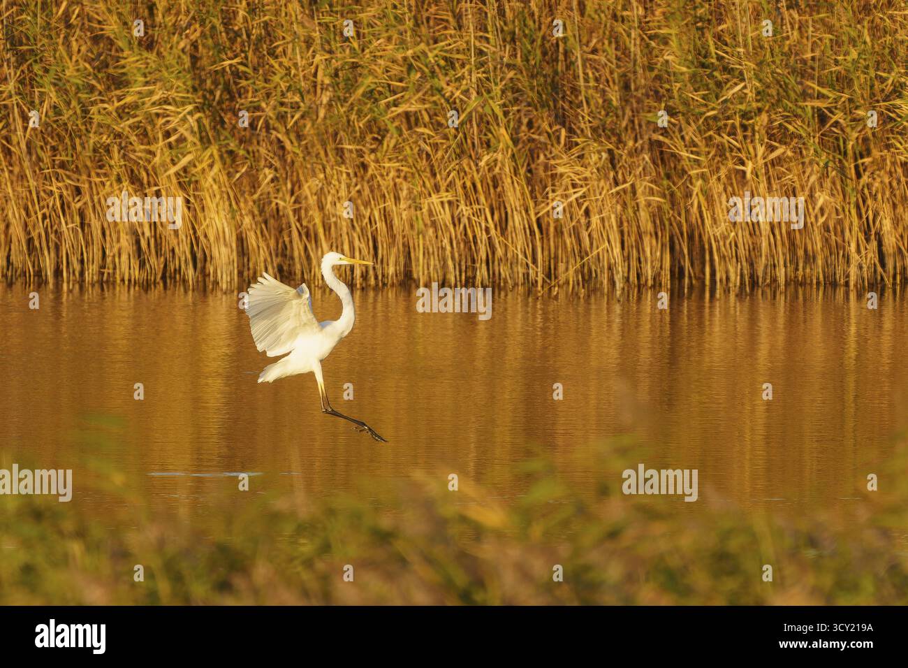 Un airone atterra su un banco di canne con ali dorate alla luce, grande egret (Ardea alba, SYN.: Casmerodius albus, Egretta alba), fauna selvatica della Pomerana occidentale Foto Stock