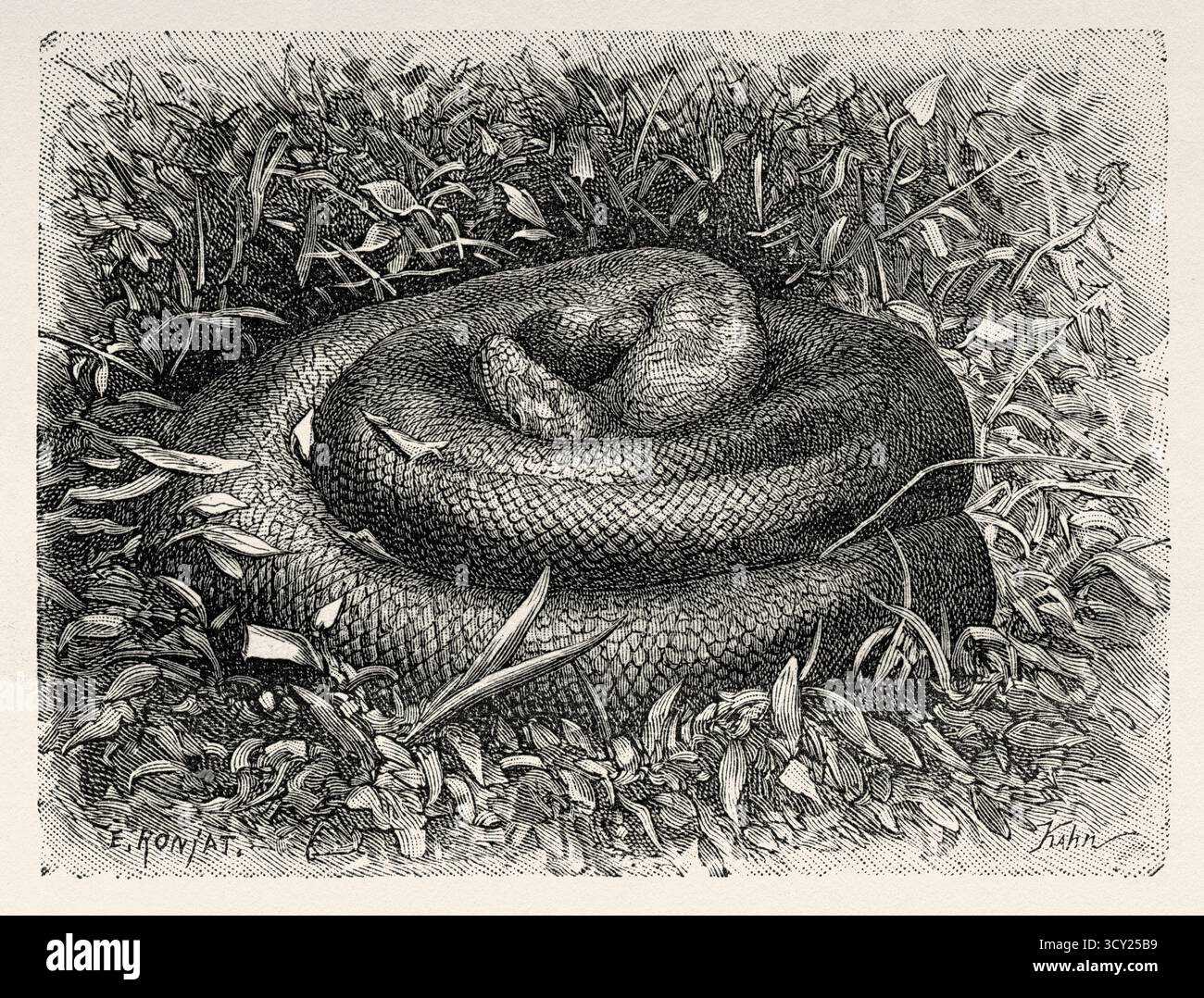 Boa serpente trovato dalla spedizione durante il suo viaggio attraverso l'alto Orinoco, Venezuela, Sud America. Disegno di Eugene Ronjat (1822-1912) viaggio alle sorgenti del fiume Orinoco, 1886-1887 di M. Jean Chaffanjon (1854-1913) le Tour du Monde 1888 Foto Stock