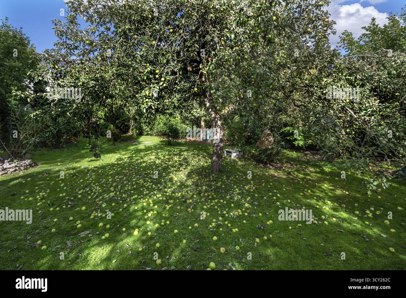 Mele agitate sotto il melo (Malus), Lauf an der Pegnitz, Franconia media, Baviera, Germania Foto Stock