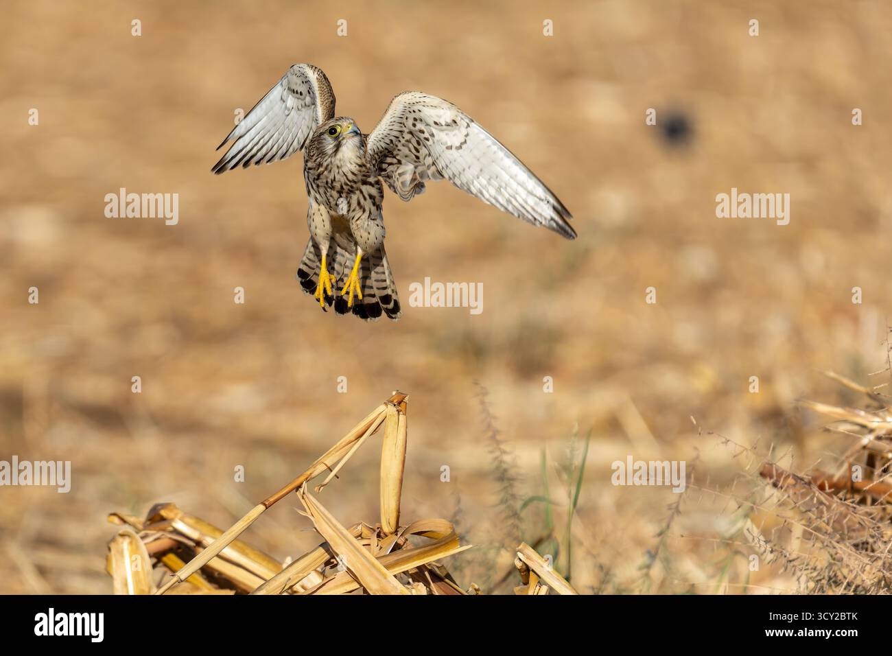 Gheppio comune in volo il gheppio comune (Falco tinnunculus) è un uccello di preda appartenente al gruppo dei gheppio della famiglia Falconid Foto Stock