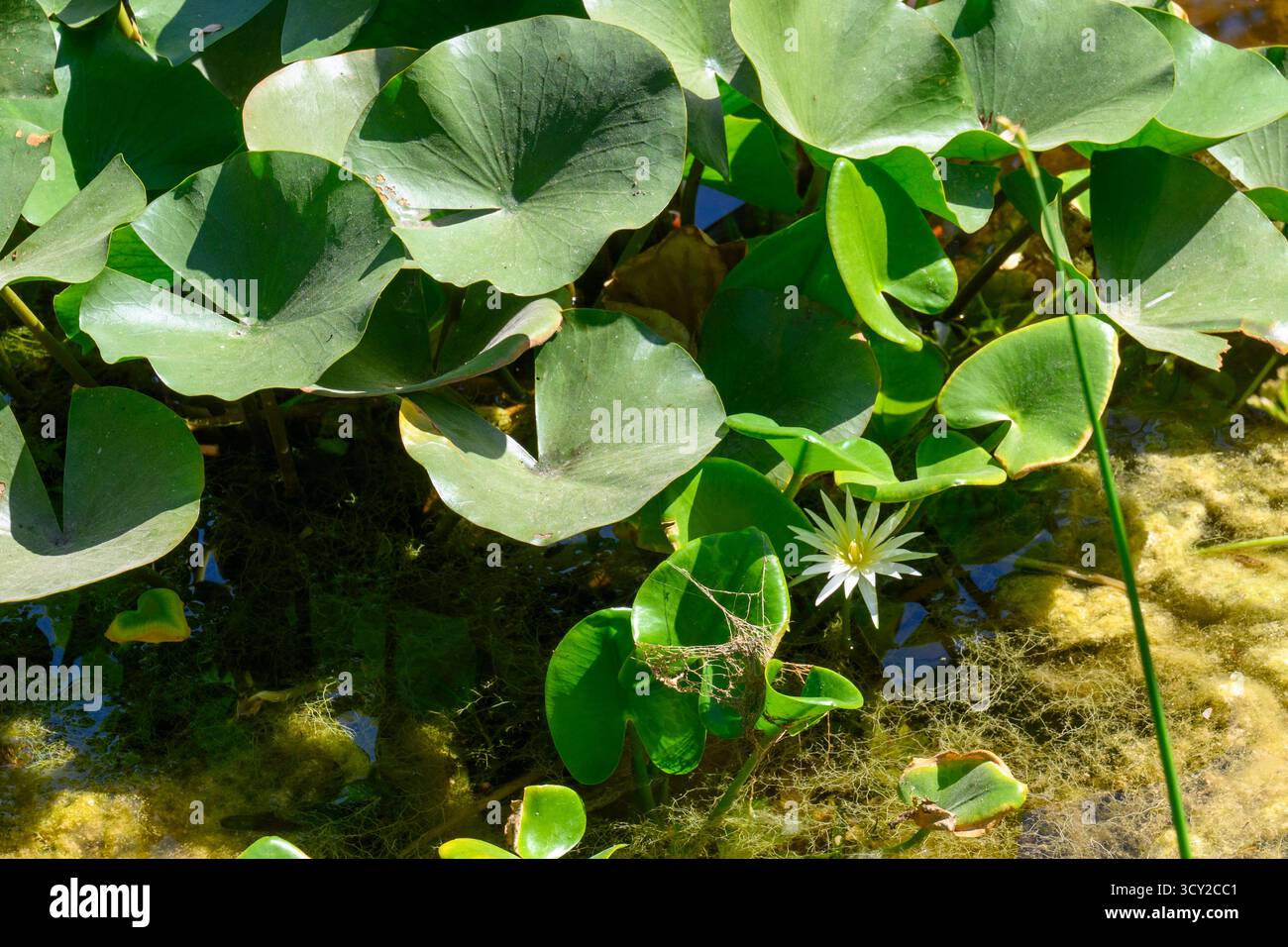 Nymphaea nouchali var. Caerulea, è una ninfea del genere Nymphaea, una varietà botanica di Nymphaea nouchali. È una pianta acquatica di acqua dolce Foto Stock