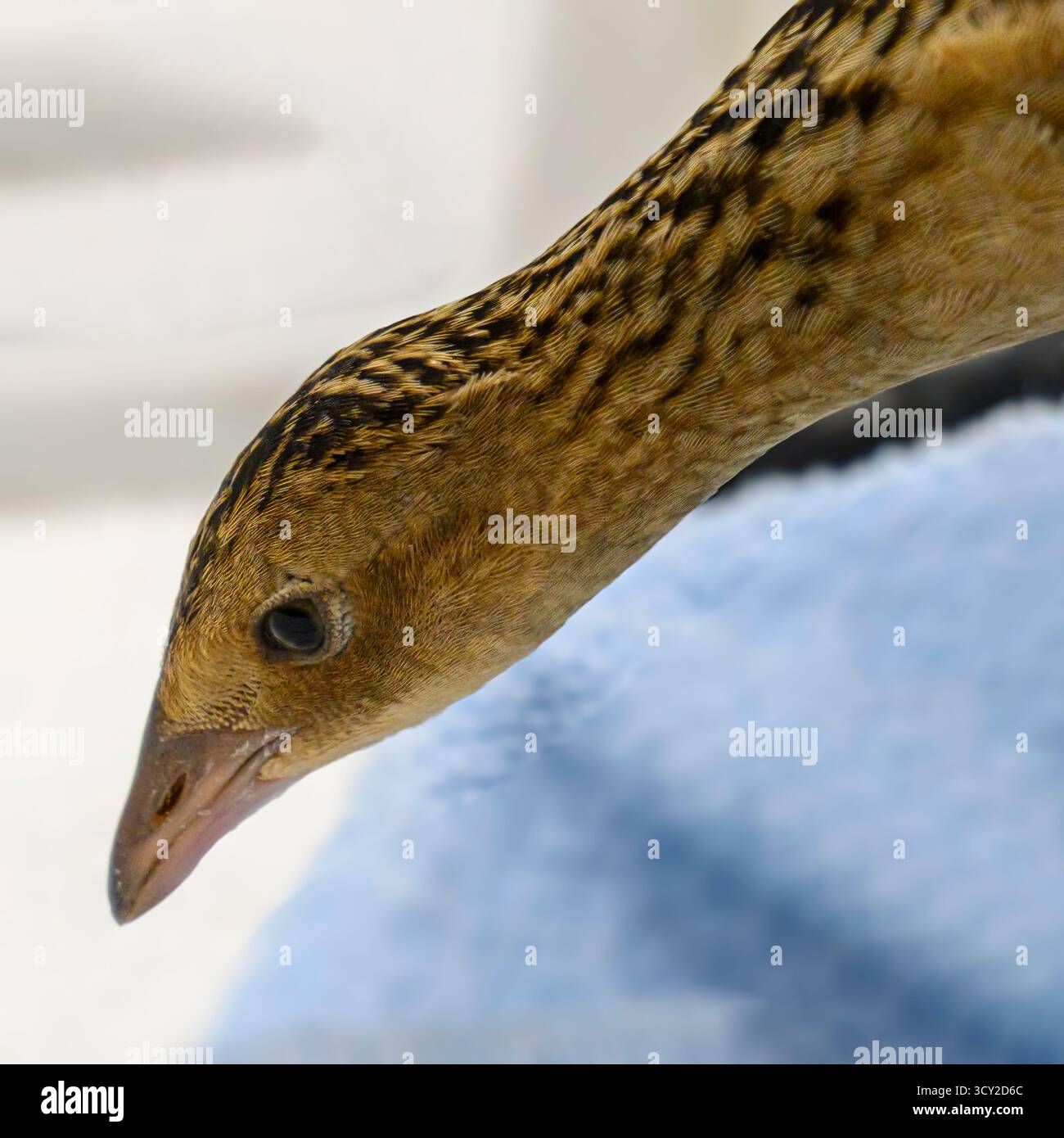 Immagine digitalmente migliorata di un ritratto ravvicinato di un Rallo di mais il Rallo di mais (Crex crex) riproduce in Europa e Asia fino alla Cina occidentale, e. Foto Stock
