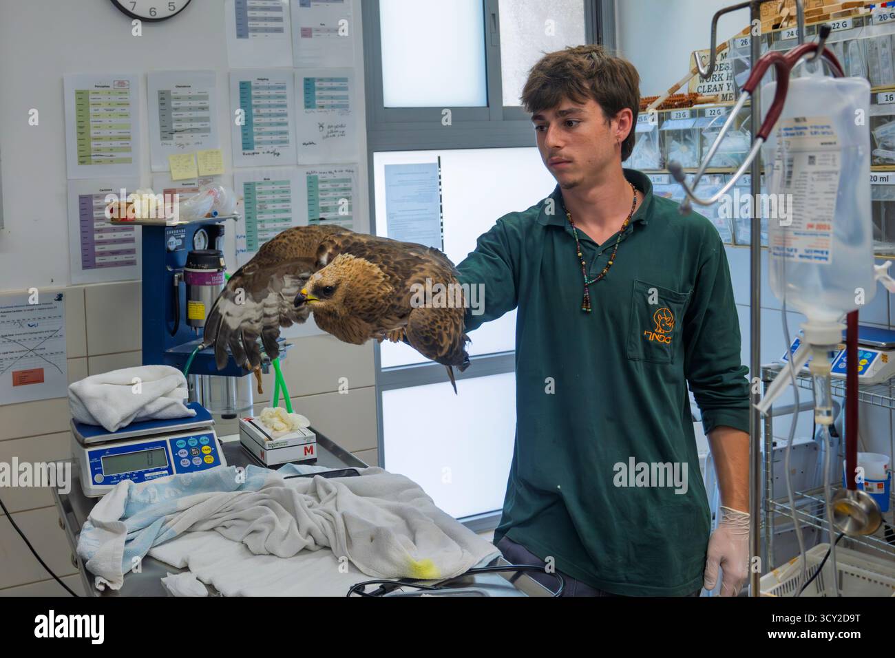Il personale medico sta controllando l'istinto di volo di una pozza di miele europea ricoverata in ospedale (Pernis apivorus), fotografata all'Israeli Wildlife Hospit Foto Stock