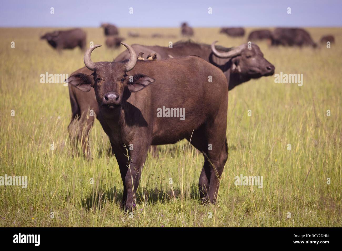 Un bufalo africano o bufalo del Capo (Syncerus caffer) con uccelli Oxpecker a becco giallo (Buphagus africanus) sulla sua testa fotografati al Masai Mara nat Foto Stock Un bufalo africano o bufalo del Capo (Syncerus caffer) con uccelli Oxpecker a becco giallo (Buphagus africanus) sulla sua testa fotografati al Masai Mara nat Foto Stock