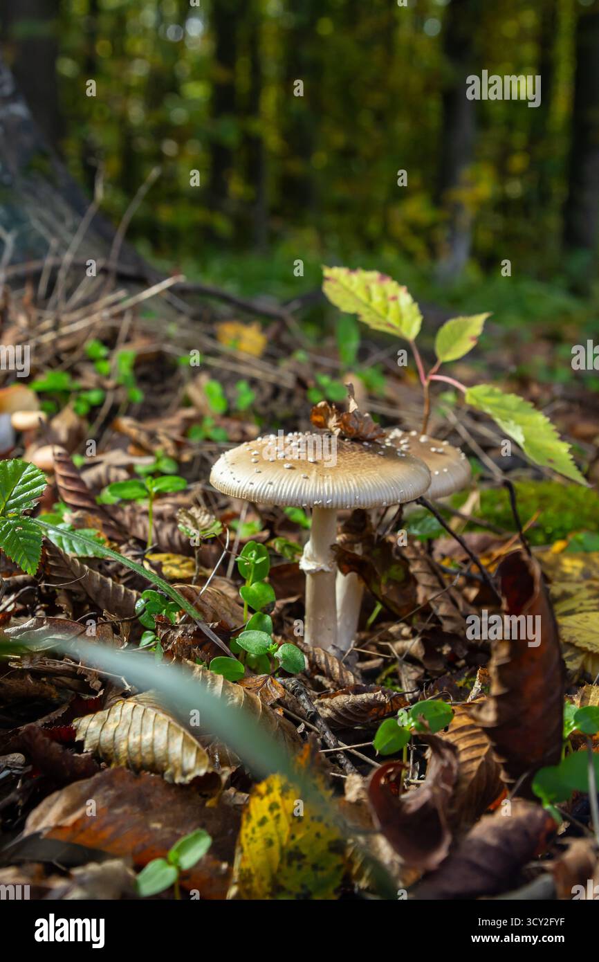 L'Amanita pantherina, o il Panther Cap, un fungo bellissimo e iconico. Un parente ammutinato della musaria Amanita o agarica di mosca, le sue caratteristiche del cappello Foto Stock