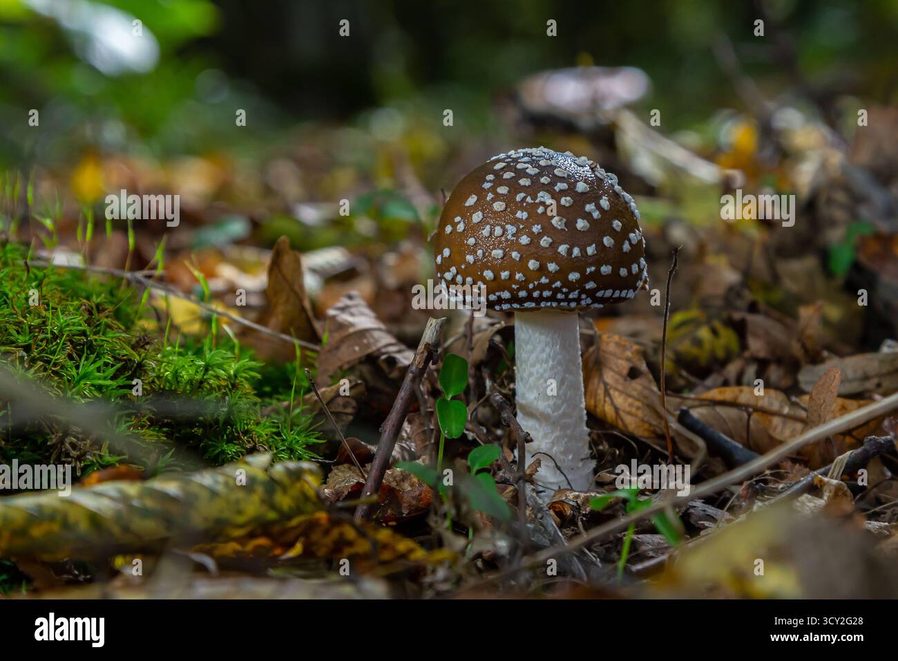 L'Amanita pantherina, o il Panther Cap, un fungo bellissimo e iconico. Un parente ammutinato della musaria Amanita o agarica di mosca, le sue caratteristiche del cappello Foto Stock