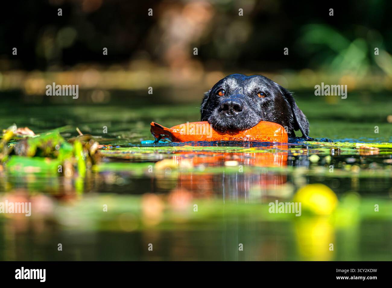 Black labrador retriever che nuota con un giocattolo in bocca Foto Stock