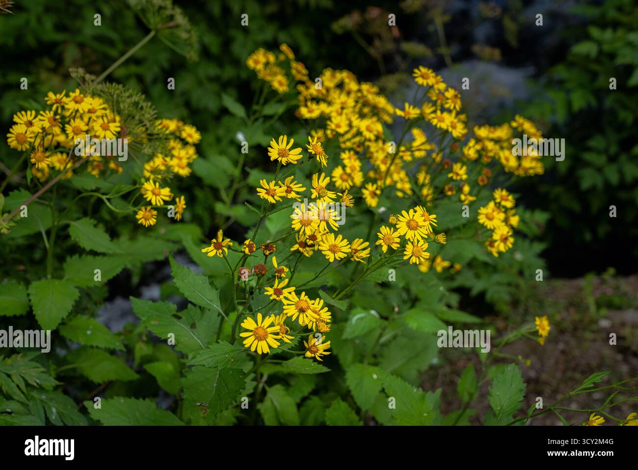 Erba alpina, Giacobaea alpina Moench, fiorita con numerosi fiori gialli. Abruzzo, Italia, Europa Foto Stock