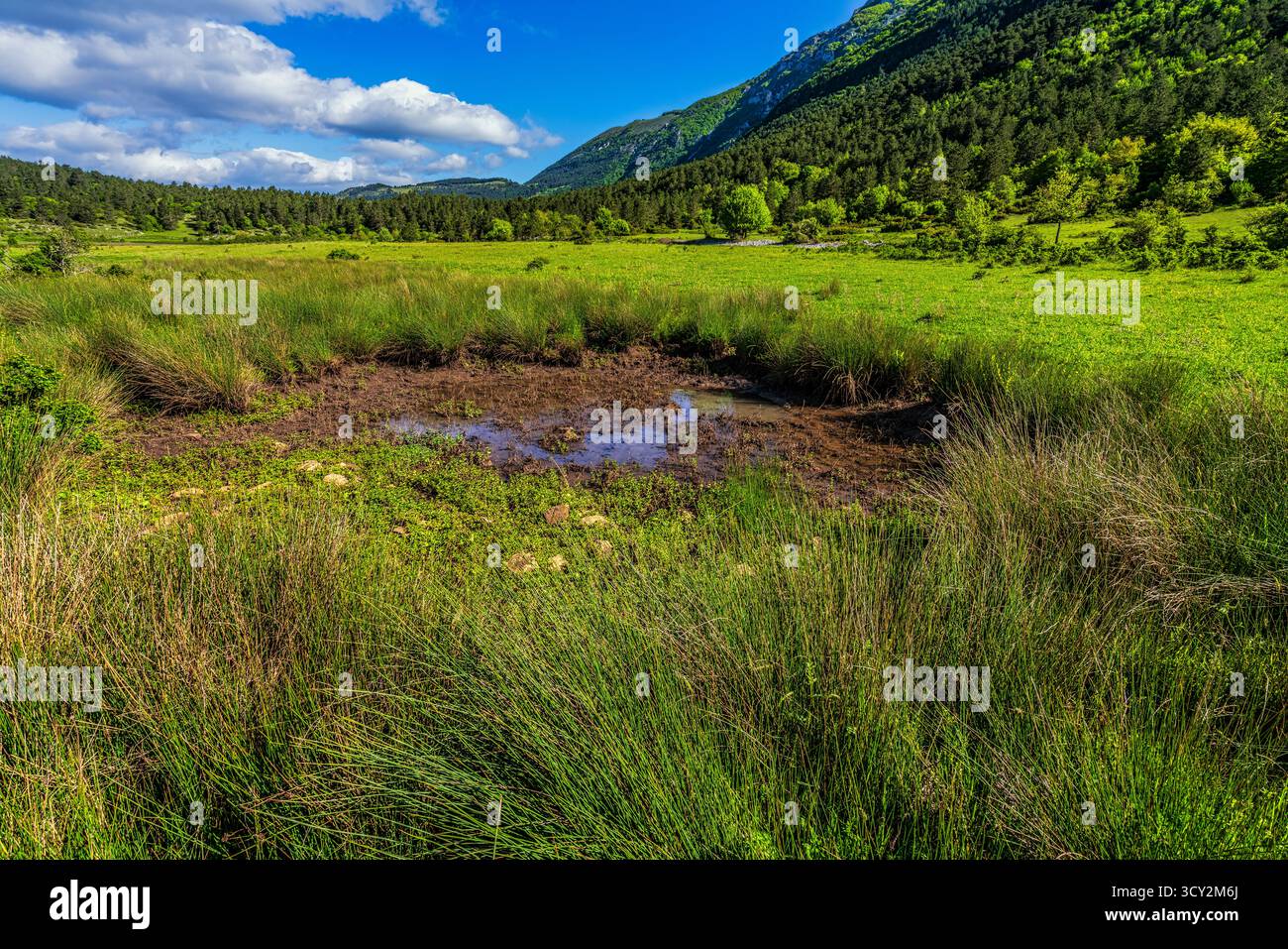 Un grande prato di montagna caratterizzato da terreno umido e fangoso e da una piscina d'acqua, circondato da erba verde brillante e canne. Parco nazionale della Maiella Foto Stock
