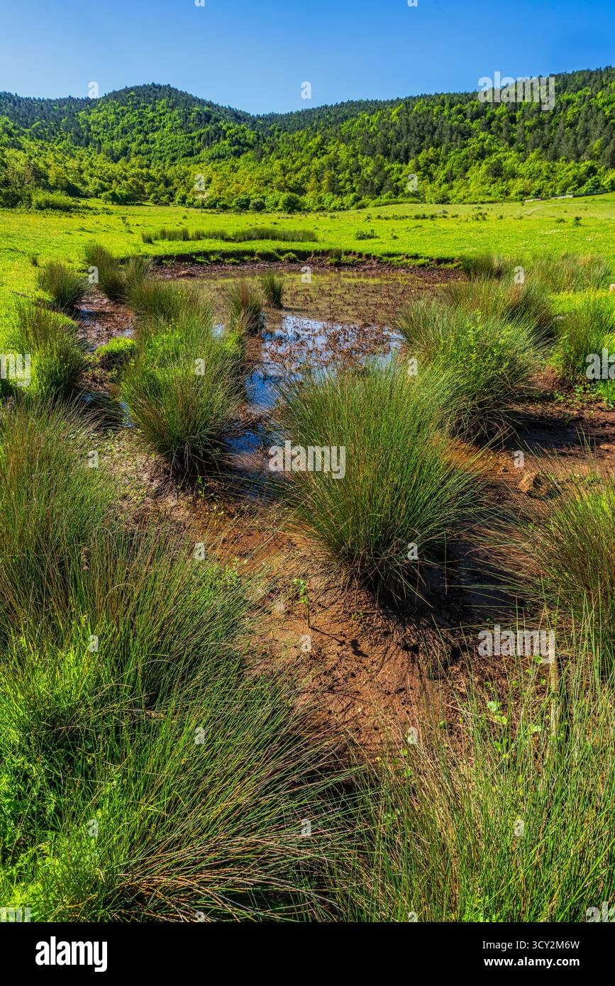 Un grande prato di montagna caratterizzato da terreno umido e fangoso e da una piscina d'acqua, circondato da erba verde brillante e canne. Parco nazionale della Maiella Foto Stock