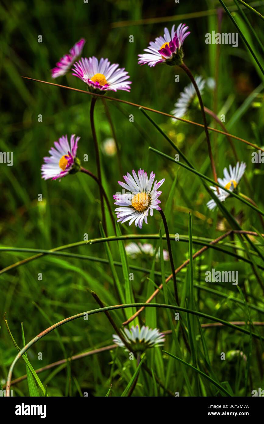 Un prato fiorito di margherite Bellis sylvestris, o margherite autunnali, con petali bianchi e viola che fioriscono nell'erba verde. Abruzzo, Italia, Europa Foto Stock