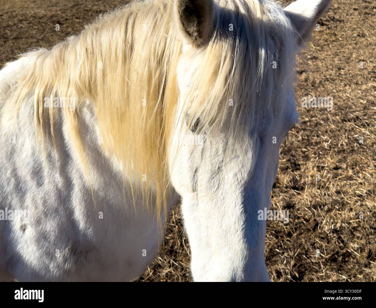 Primo piano su un bellissimo cavallo bianco con la luce del sole in una giornata di sole in Svizzera. *** Didascalia locale *** bianco, cavallo, cavallo bianco, primo piano, testa, colpo di testa, Foto Stock