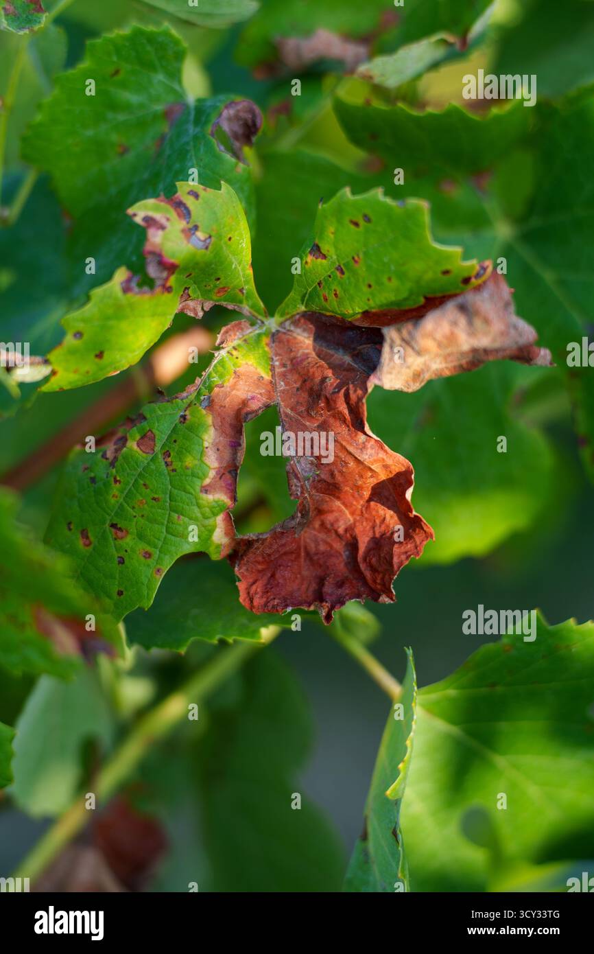 Primo piano di una foglia di vite affetta da muffa piovosa (Plasmopara viticola) Foto Stock