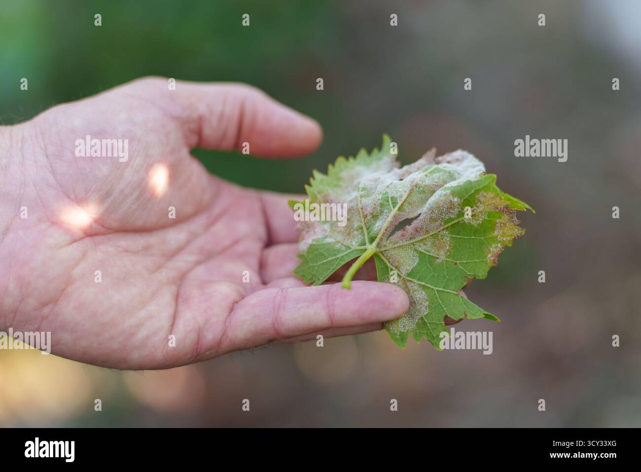 Mano che tiene la foglia di vite influenzata da muffa polverosa con sfondo naturale sfocato Foto Stock