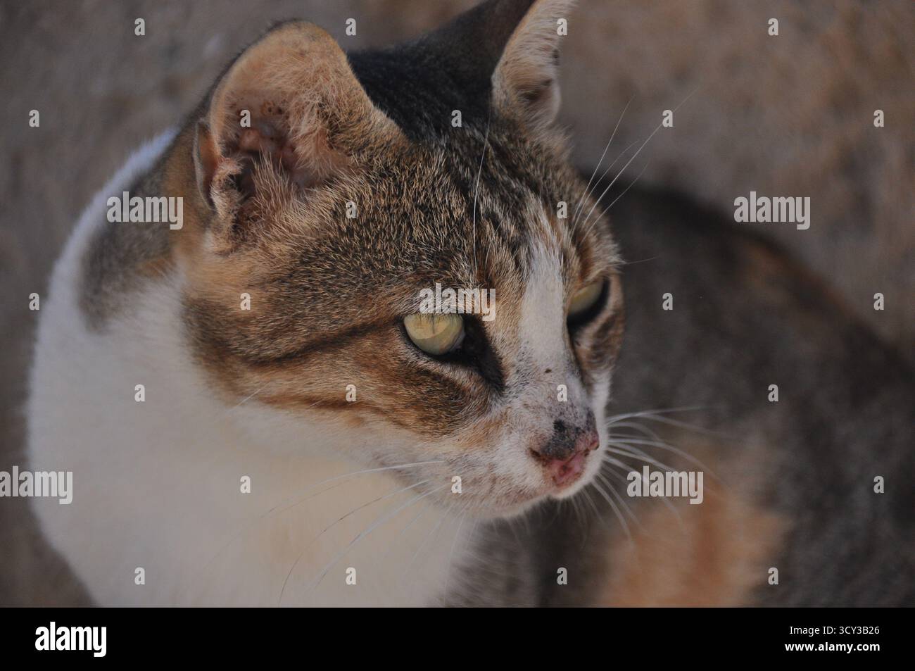 Un gatto con motivi di pelliccia distinti si rilassa all'aperto, mostrando i suoi segni unici e lo sguardo curioso. La scena cattura un momento di pace in un ambiente naturale Foto Stock