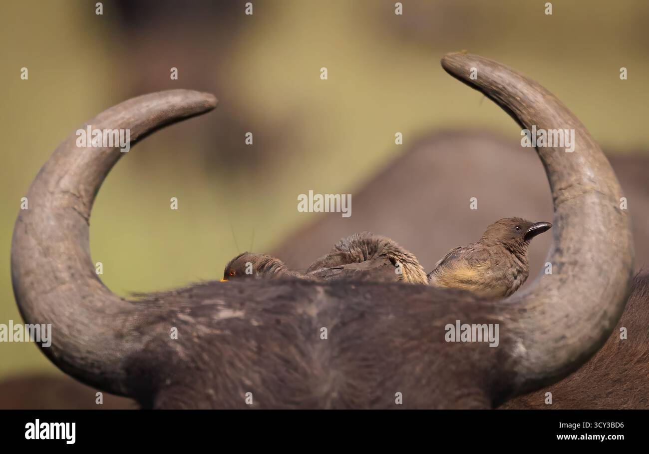 Un bufalo africano o bufalo del Capo (Syncerus caffer) con uccelli Oxpecker a becco giallo (Buphagus africanus) sulla sua testa fotografati al Masai Mara nat Foto Stock Un bufalo africano o bufalo del Capo (Syncerus caffer) con uccelli Oxpecker a becco giallo (Buphagus africanus) sulla sua testa fotografati al Masai Mara nat Foto Stock