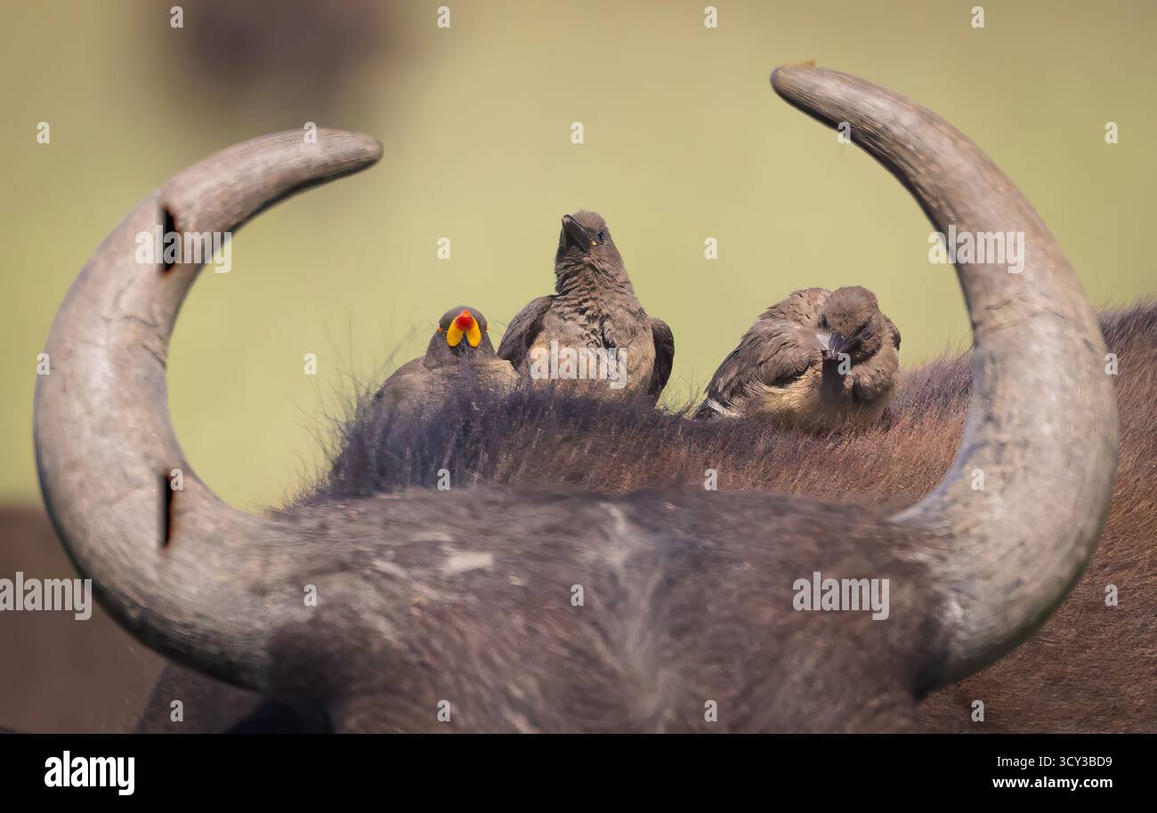 Un bufalo africano o bufalo del Capo (Syncerus caffer) con uccelli Oxpecker a becco giallo (Buphagus africanus) sulla sua testa fotografati al Masai Mara nat Foto Stock Un bufalo africano o bufalo del Capo (Syncerus caffer) con uccelli Oxpecker a becco giallo (Buphagus africanus) sulla sua testa fotografati al Masai Mara nat Foto Stock