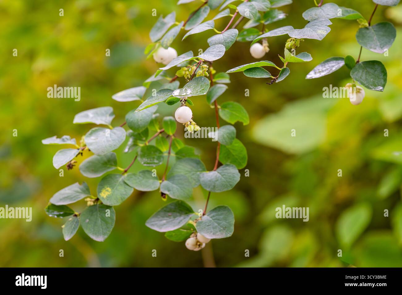 In autunno, in un parco si diramano i comuni frutti di neve (Symphoricarpos albus) su uno sfondo verde sfocato. Foto Stock