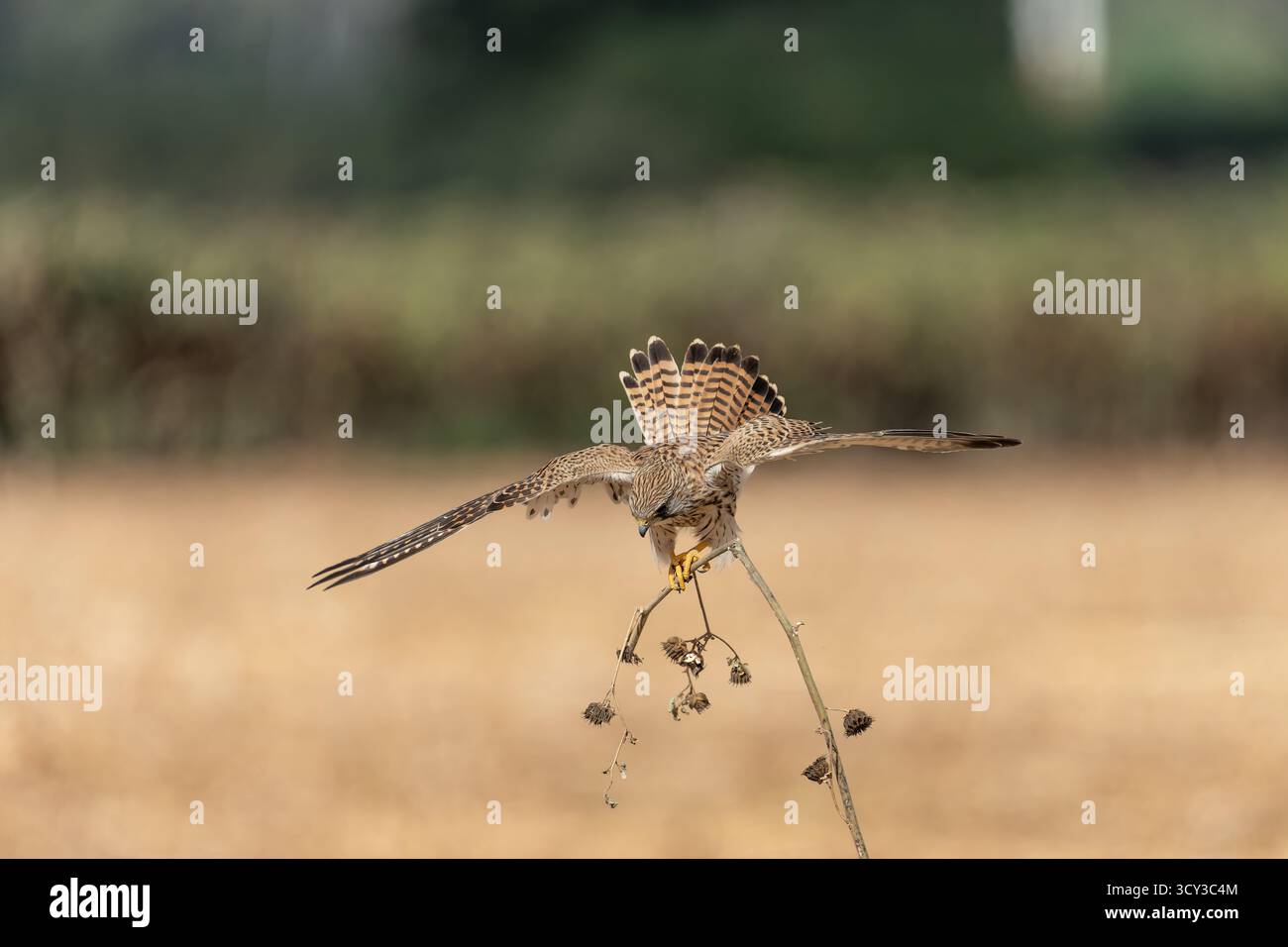Gheppio comune arroccato su un ramoscello il gheppio comune (Falco tinnunculus) è una specie di uccello preda appartenente al gruppo dei gheppio della famiglia dei falchi Foto Stock