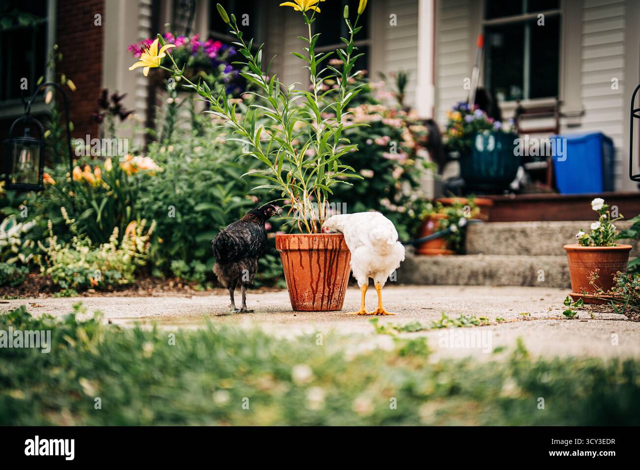 Polli che esplorano le piante in vaso nel giardino sul retro Foto Stock