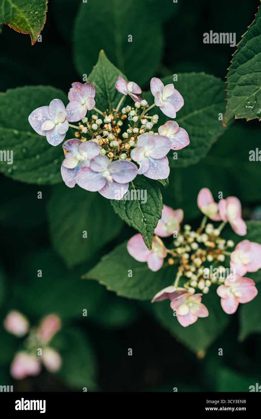Fiori ortensie Lacecap che fioriscono in foglie verdi di giardino Foto Stock