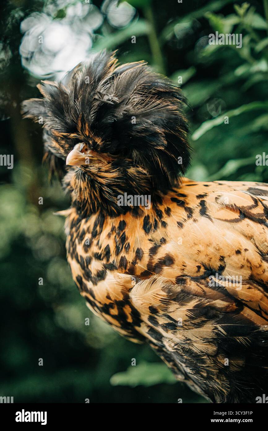 Lucidare il pollo con le piume crestate a sinistra Foto Stock