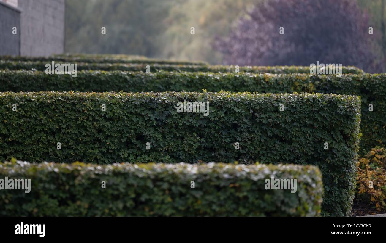 Siepi verdi ben mantenute disposte in linee geometriche ordinate, formando un modello paesaggistico strutturato. L'immagine rappresenta l'architettura moderna del giardino Foto Stock