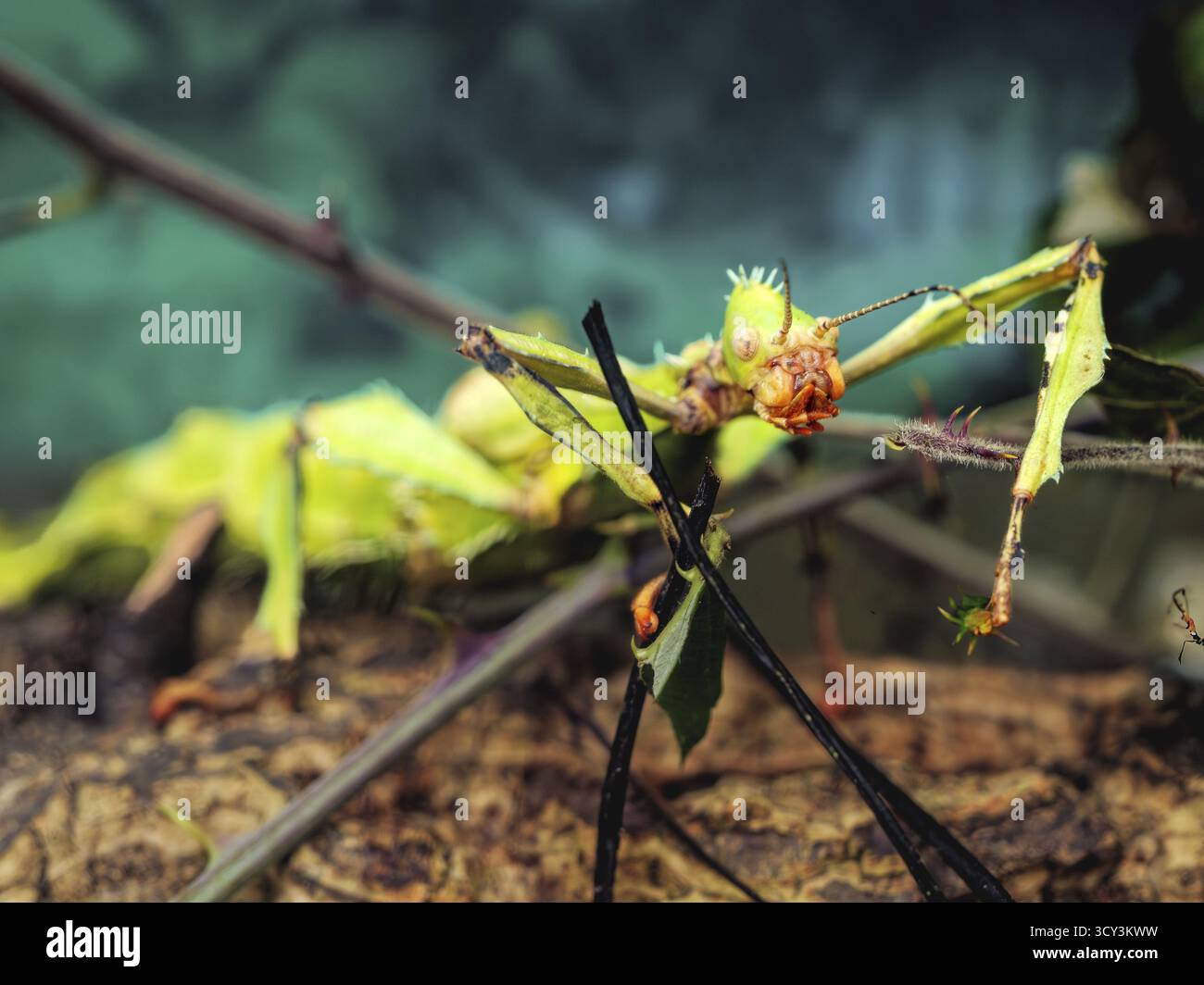 Una foto ravvicinata di un Extatosoma tiaratum verde a Sassari, Sardegna, Italia Foto Stock