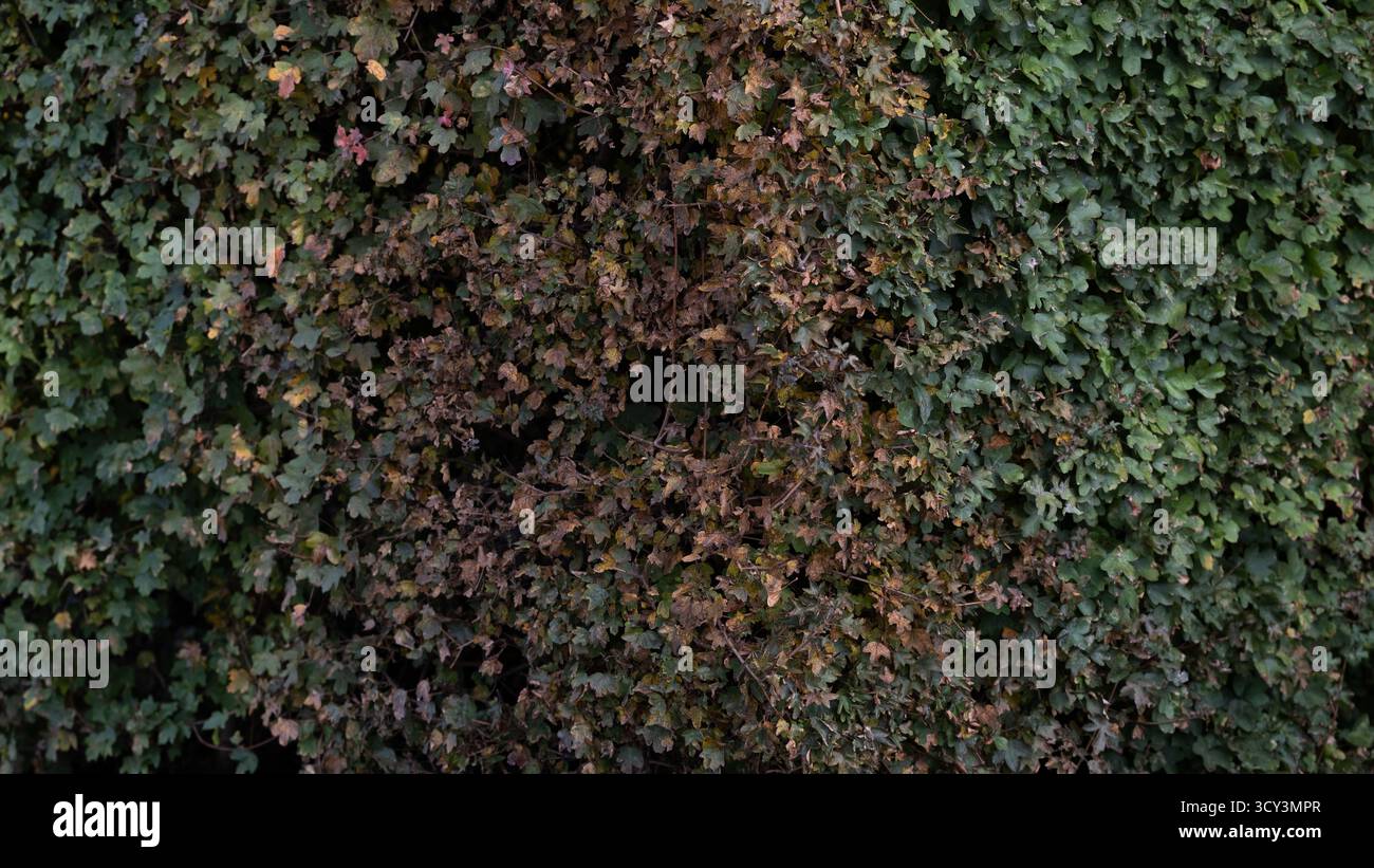 Primo piano di dense foglie di edera con un mix di foglie verdi e marroni che formano una parete naturale testurizzata. L'immagine trasmette cambiamenti stagionali, crescita organica, Foto Stock