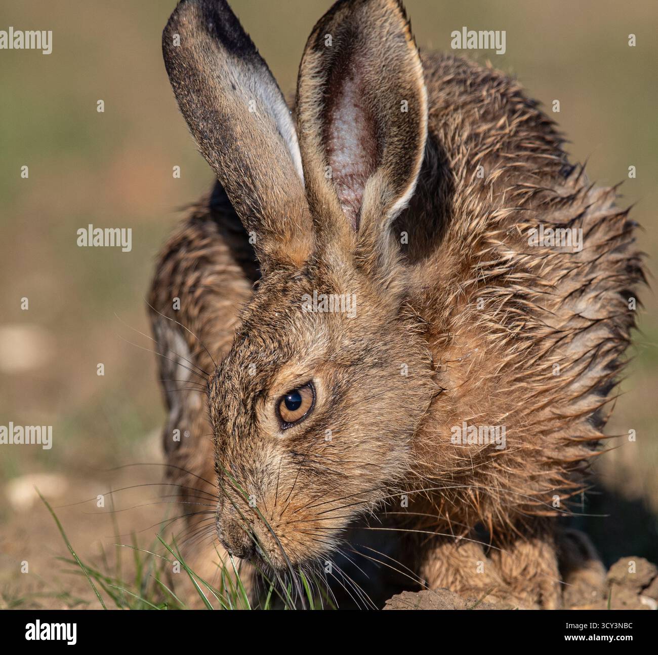 Un ritratto ravvicinato e dettagliato di Lepus europaeus (Lepus europaeus). Mostra la pelliccia, i baffi, le orecchie enormi e l'occhio arancione. Suffolk, Regno Unito Foto Stock