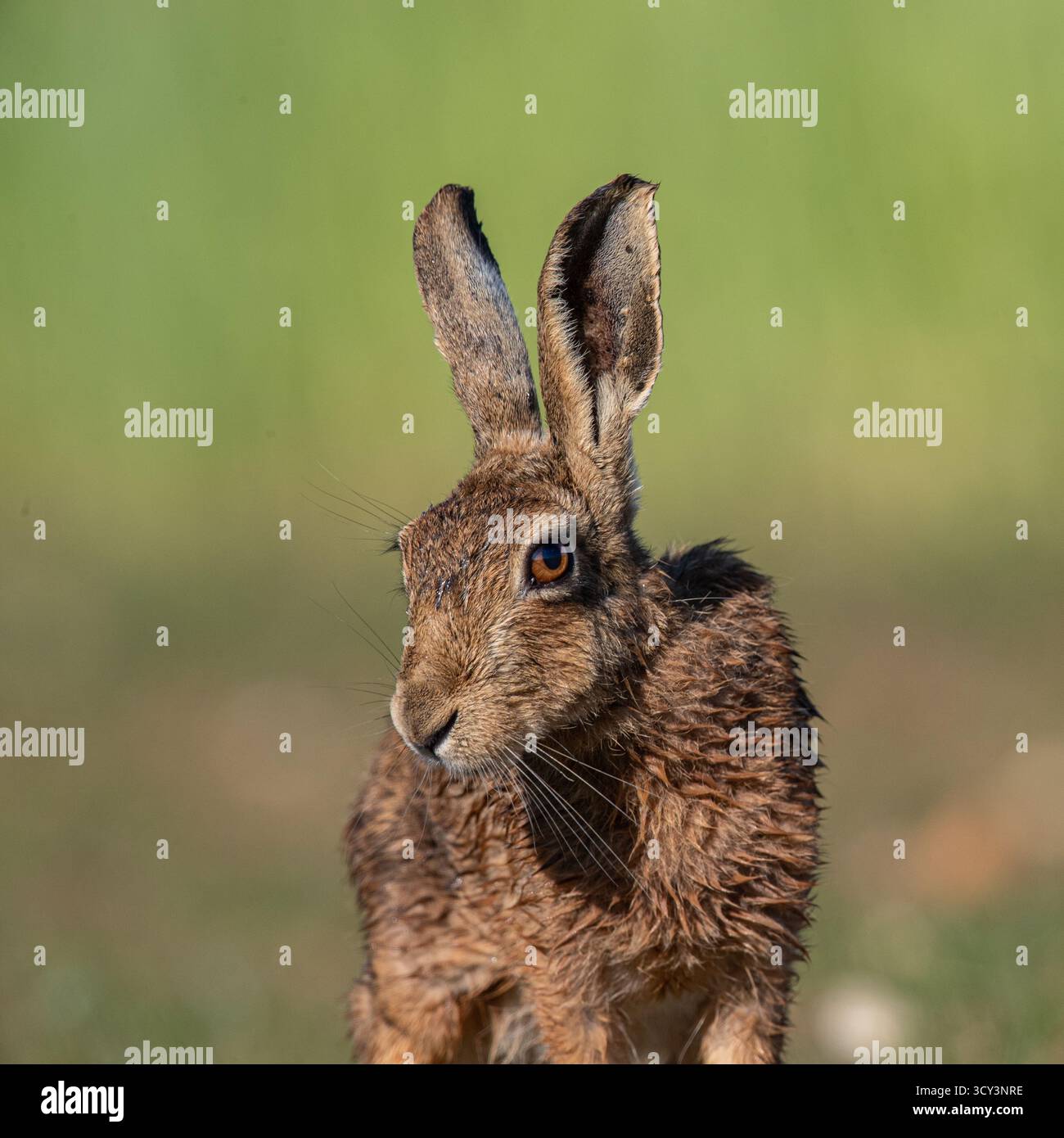 Un ritratto ravvicinato e dettagliato di Lepus europaeus (Lepus europaeus). Mostra la pelliccia, i baffi, le orecchie enormi e l'occhio arancione. Suffolk, Regno Unito Foto Stock