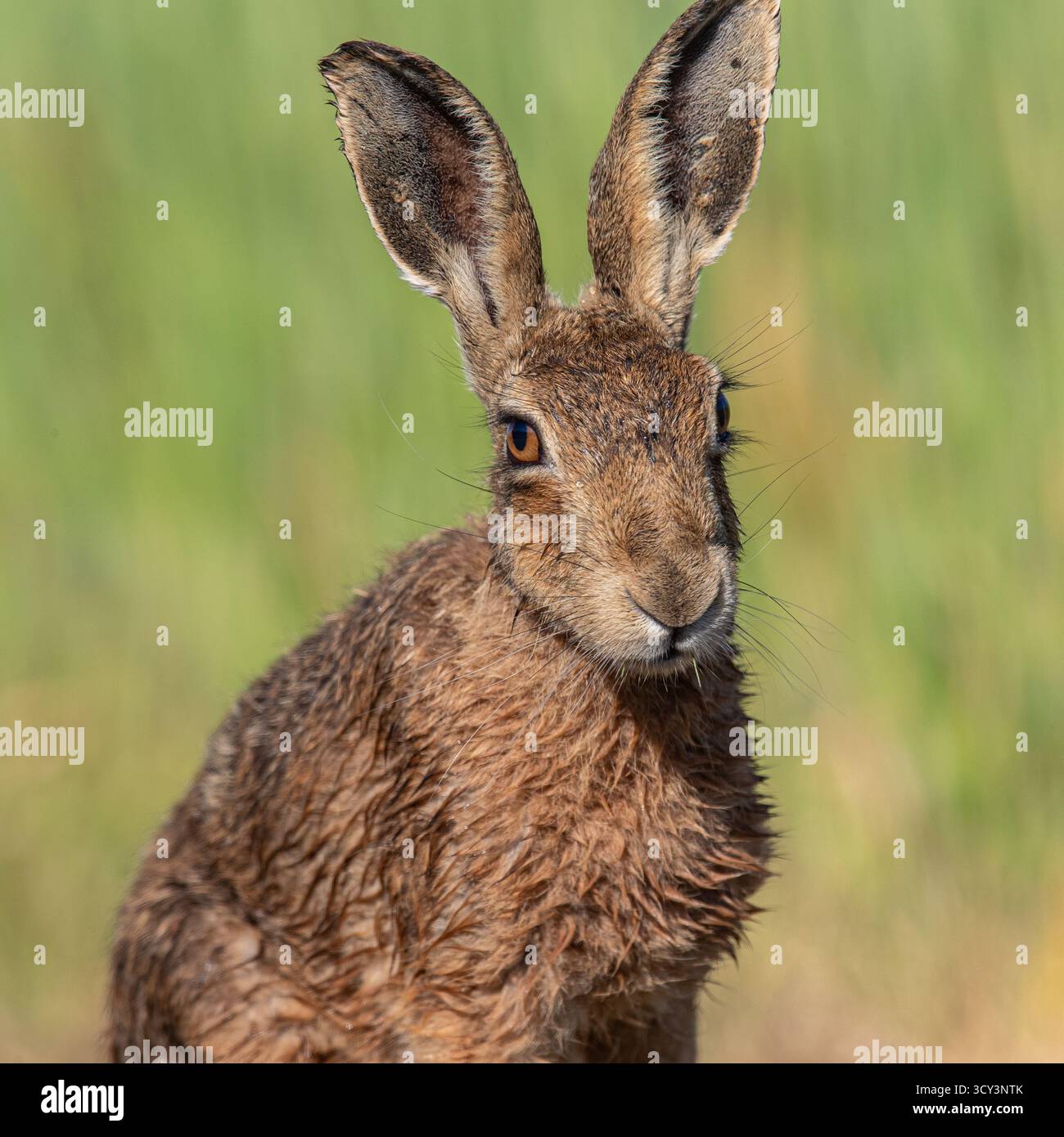 Un bellissimo ritratto dettagliato di Lepus europaeus. Mostra baffi, orecchie enormi e occhi d'arancia. Preso contro l'orzo. Suffolk, Regno Unito Foto Stock