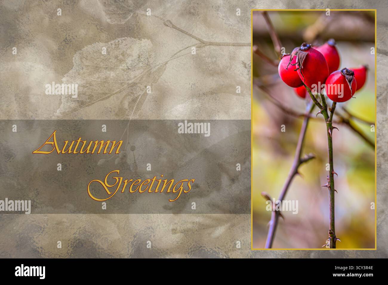 Un caloroso benvenuto Rose Hip Foto Stock
