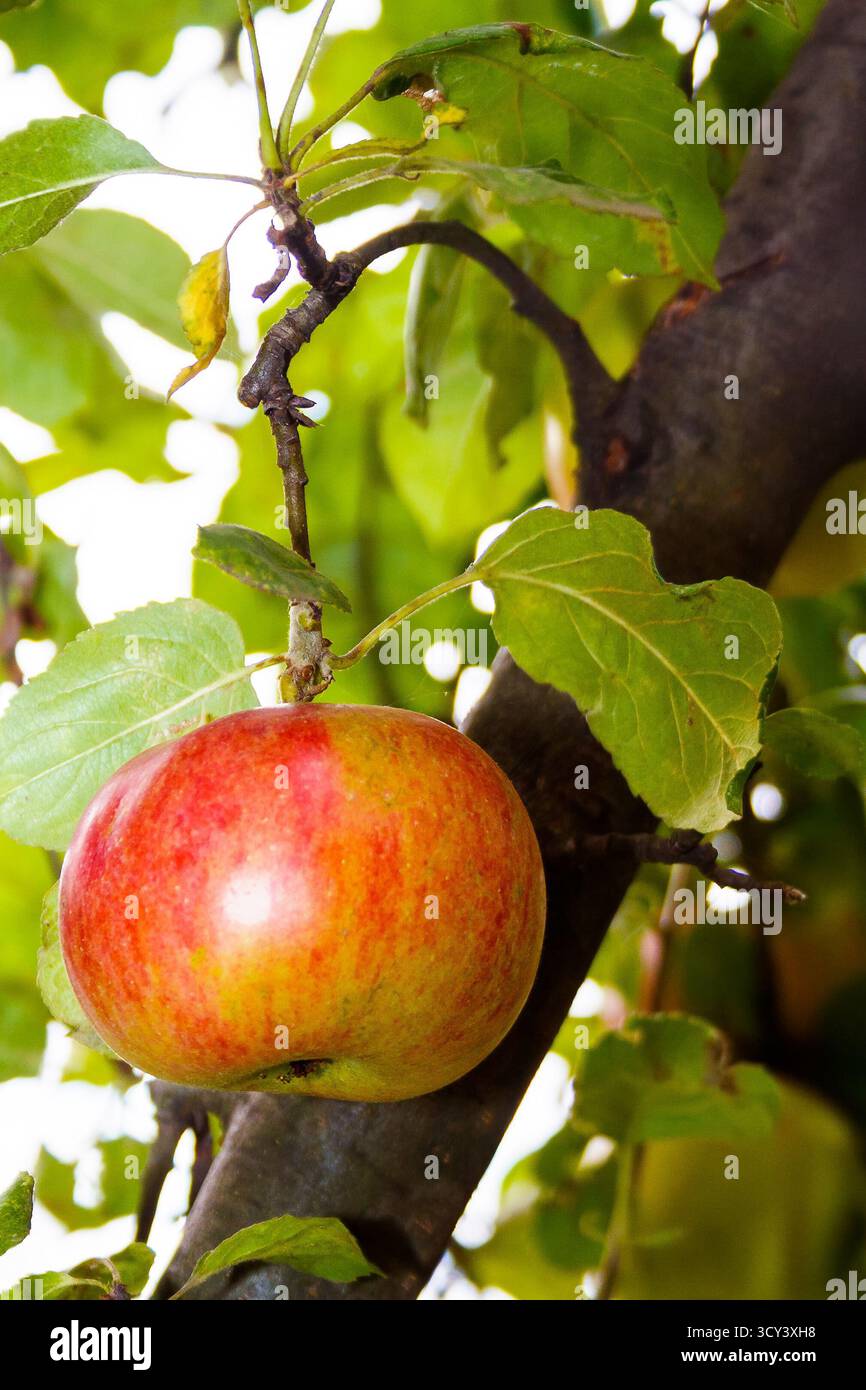 mela melrose appesa al ramo con foglie. frutta biologica matura dolce sull'albero. raccolta rurale autunnale su sfondo verde di fogliame sfocato in Foto Stock