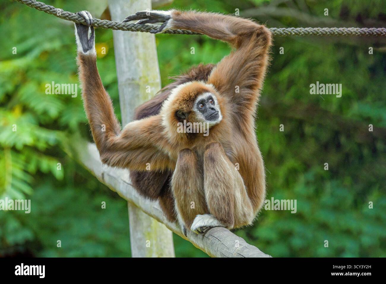 lar gibbon Hylobates lar noto anche come gibbon bianco, un primate in via di estinzione della famiglia gibbon, Hylobatidae. simpatica scimmia soffice con braccia lunghe e. Foto Stock