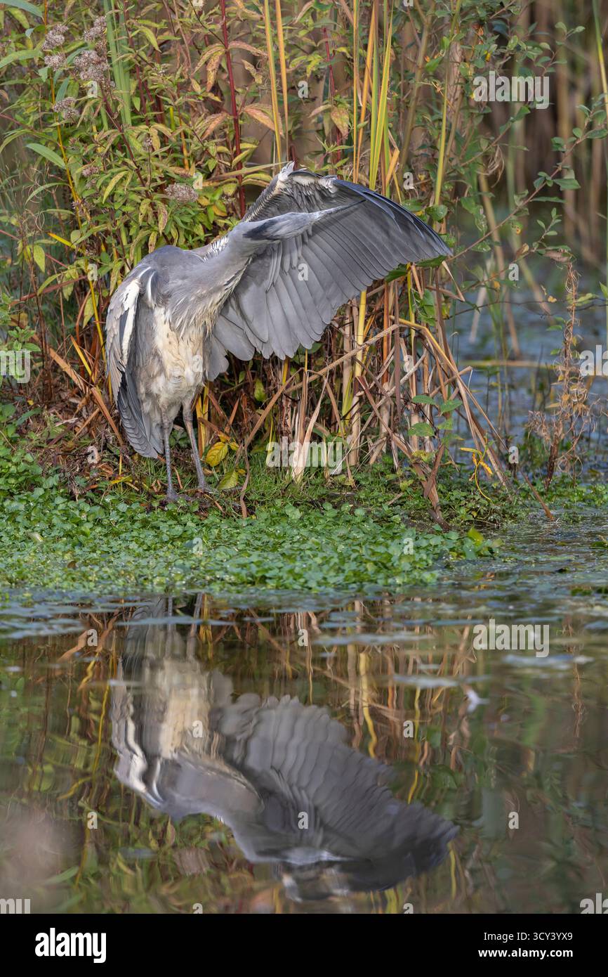 Vista frontale di un airone grigio che si prepara con il suo riflesso in acqua. L'airone ha la sua ala spalancata. Foto Stock