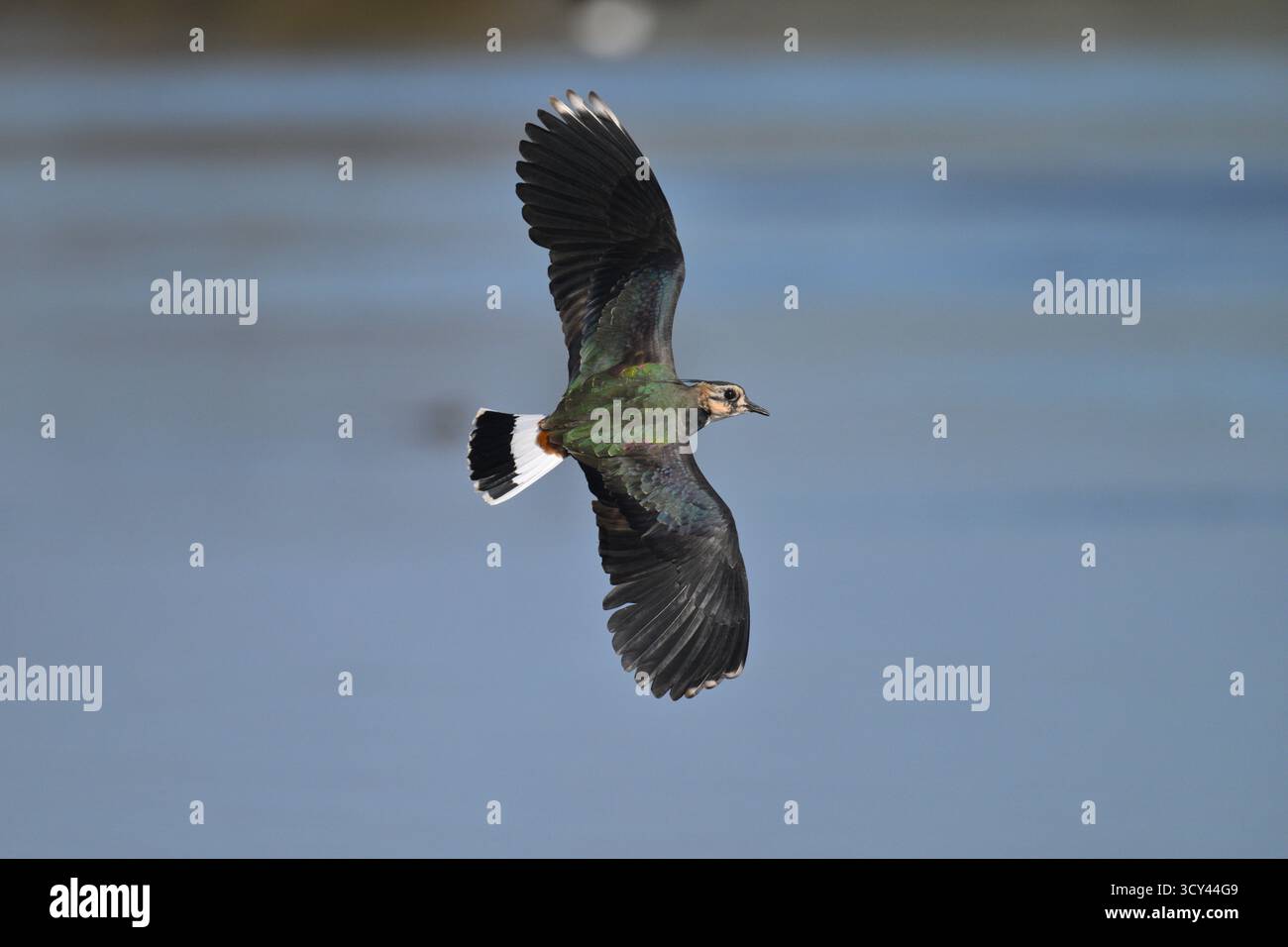 Pavoncella - Vanellus vanellus Foto Stock