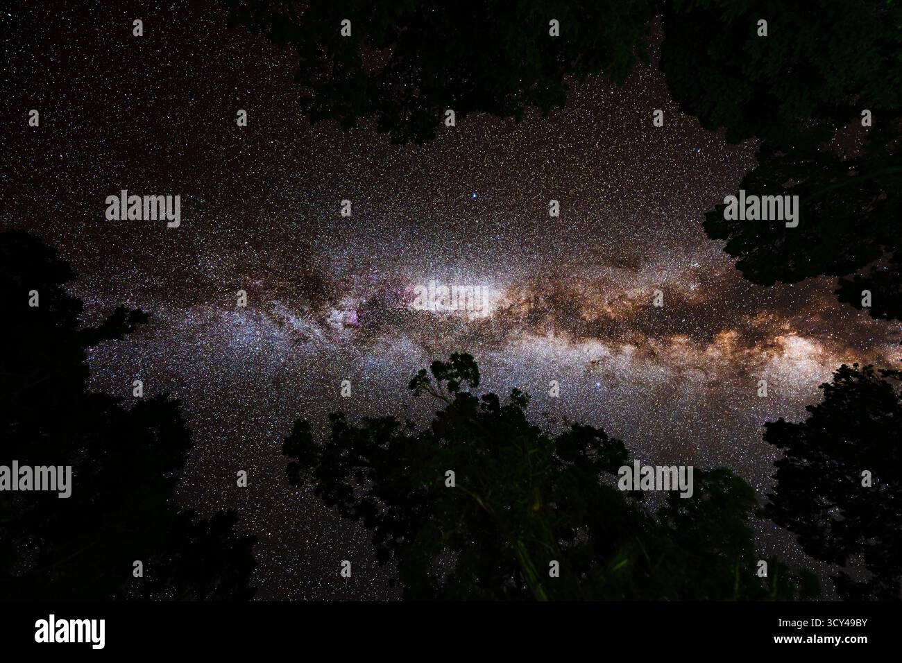 La luminosa via Lattea si snoda sugli alberi della foresta nel cielo notturno buio, creando una scena epica e tranquilla con un cielo spettacolare, un'ombra e una bellezza pacifica Foto Stock