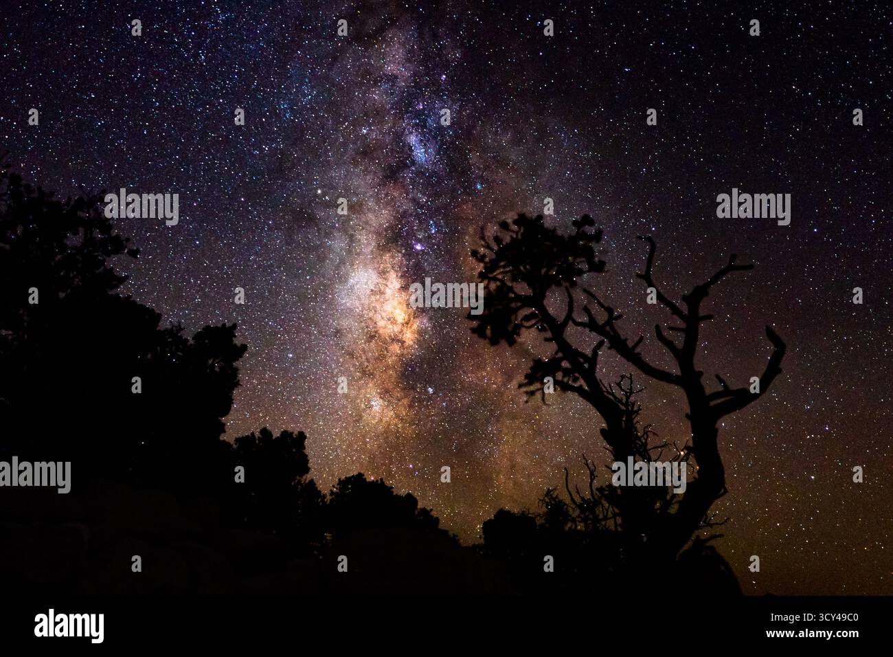 La via Lattea luminosa e il cielo stellato brillano sugli alberi, creando una scena tranquilla ed epica con texture morbide, ombre e la bellezza pacifica della natura Foto Stock