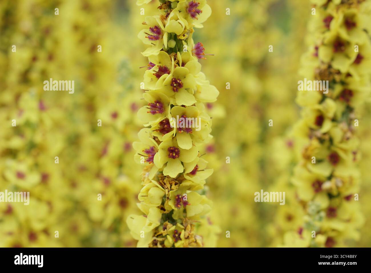 Verbascum nigrum, pianta ornamentale di mulleine, che presenta caratteristiche punte di fiori gialli con centri viola. Mullein scuro. Foto Stock