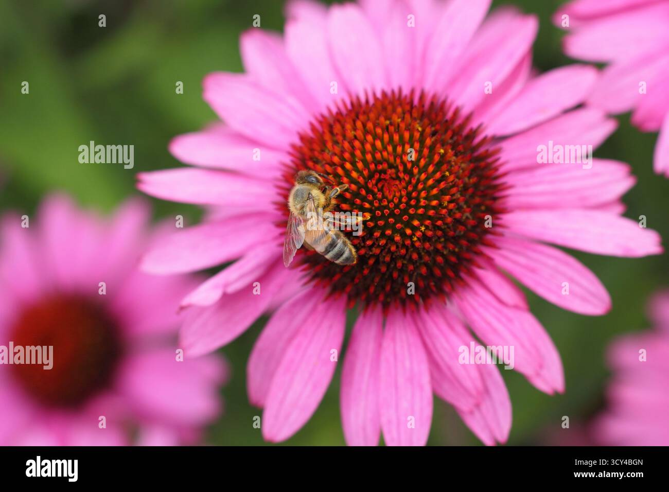 Echinacea purpurea Magnus Superior (coneflower viola) con api mellifera. REGNO UNITO Foto Stock