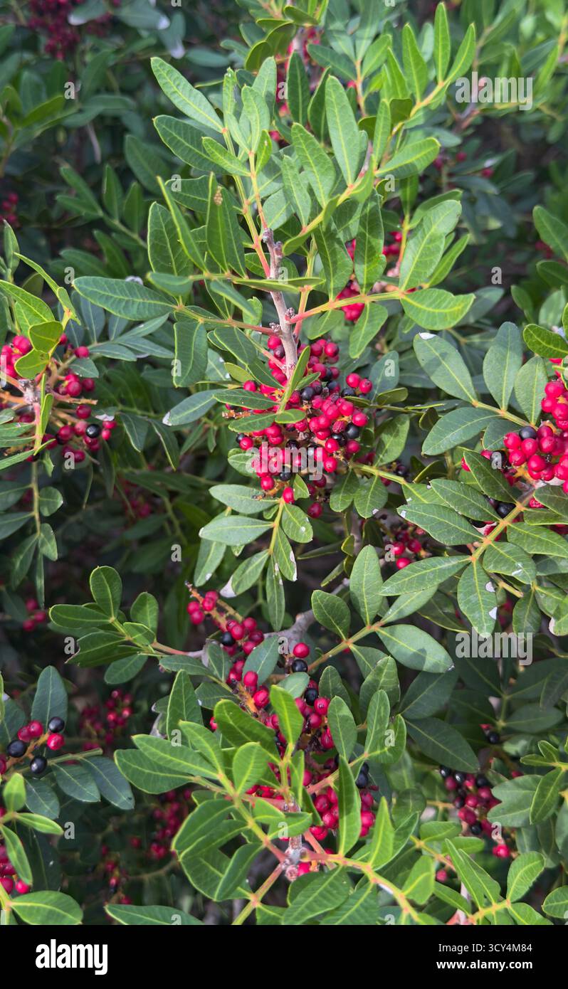 Arbusto lentisco con foglie verdi e grappoli di bacche rosse e nere Foto Stock