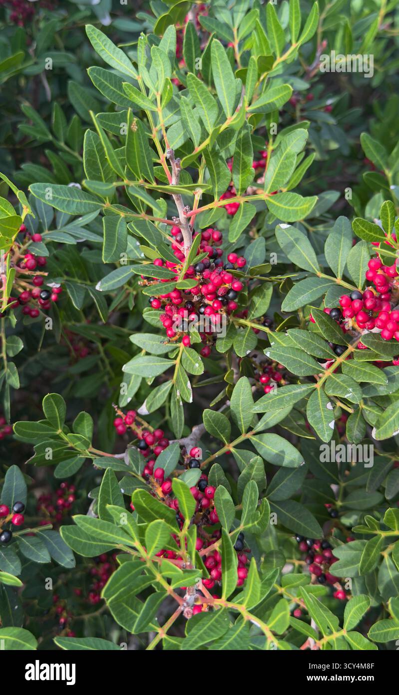 Arbusto lentisco con foglie verdi e grappoli di bacche rosse e nere Foto Stock