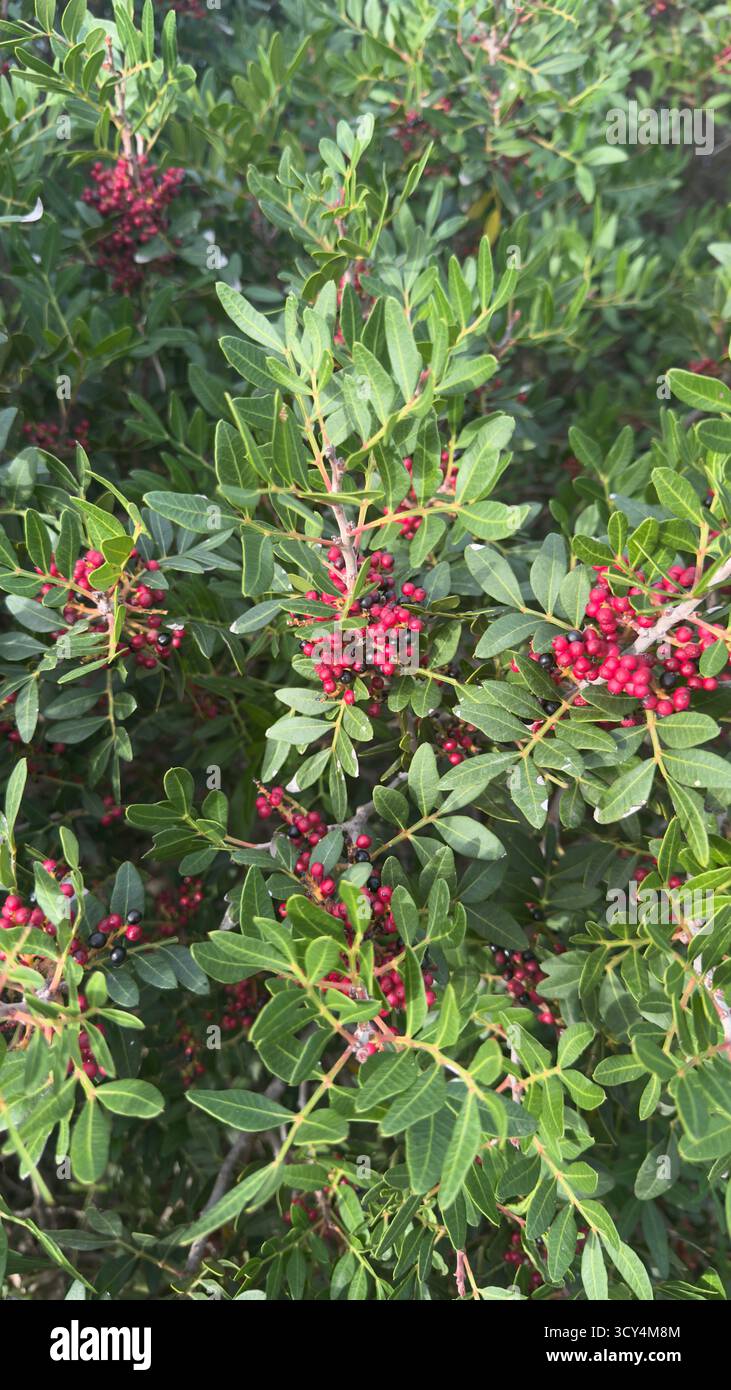 Arbusto lentisco con foglie verdi e grappoli di bacche rosse e nere Foto Stock