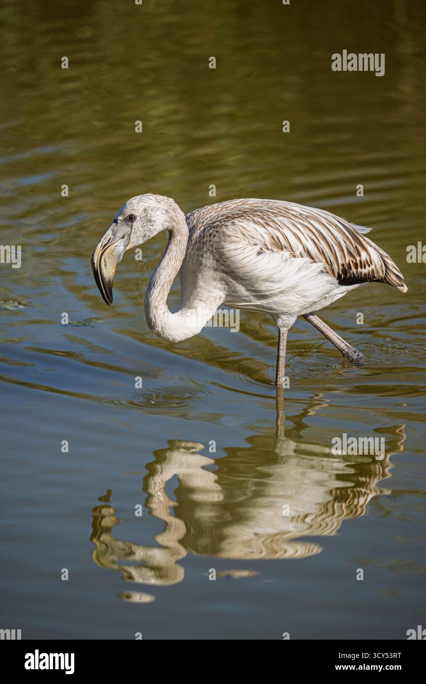 Vista verticale ravvicinata del foenicopterus roseus giovanile con riflesso, noto anche come guado del fenicottero maggiore nell'acqua salmastra dello stagno nel tardo pomeriggio Foto Stock