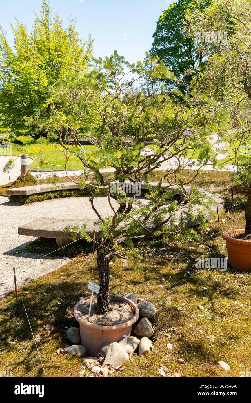 Zurigo, Svizzera, 1° maggio 2025 Calothamnus Quadrifidus o una pianta a spazzola di bottiglia su un lato presso il giardino botanico Foto Stock