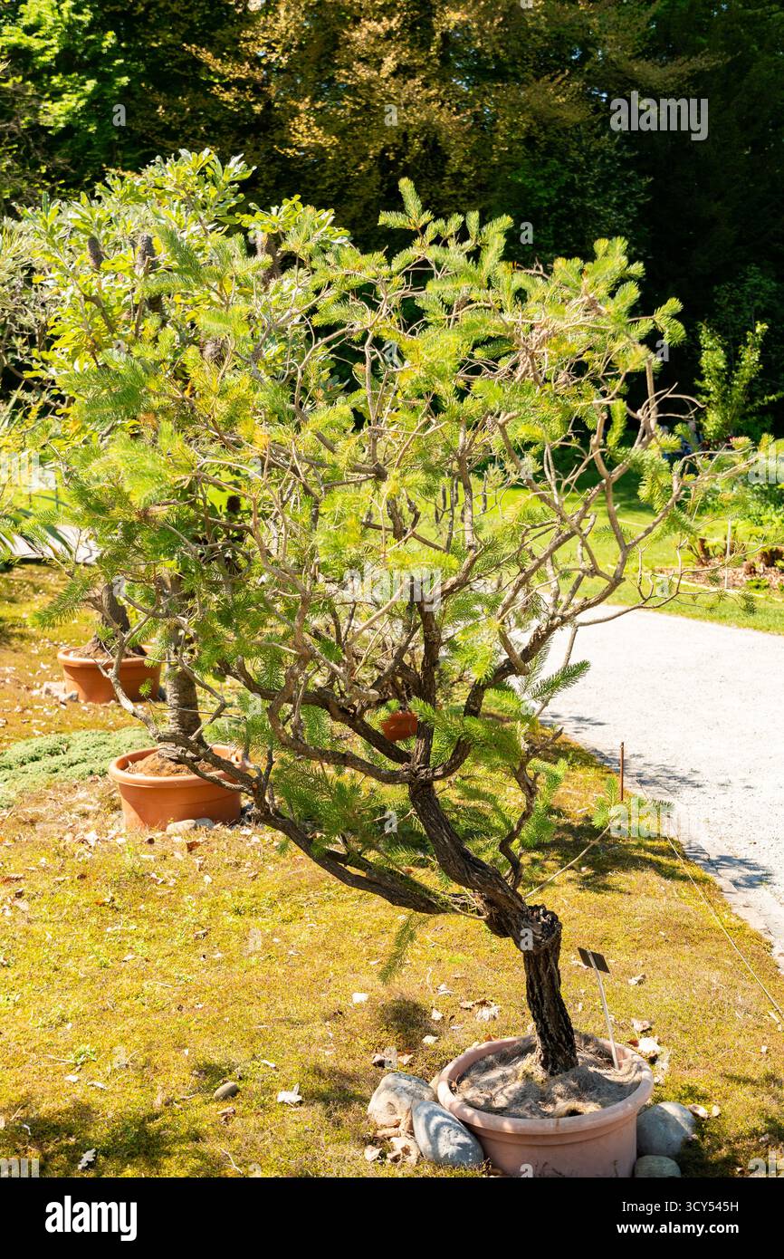 Zurigo, Svizzera, 1° maggio 2025 Calothamnus Quadrifidus o una pianta a spazzola di bottiglia su un lato presso il giardino botanico Foto Stock