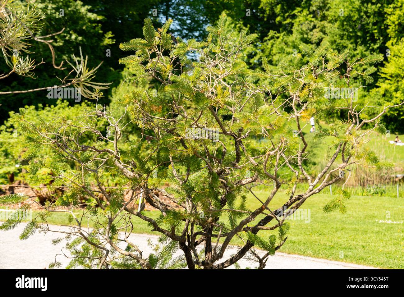 Zurigo, Svizzera, 1° maggio 2025 Calothamnus Quadrifidus o una pianta a spazzola di bottiglia su un lato presso il giardino botanico Foto Stock