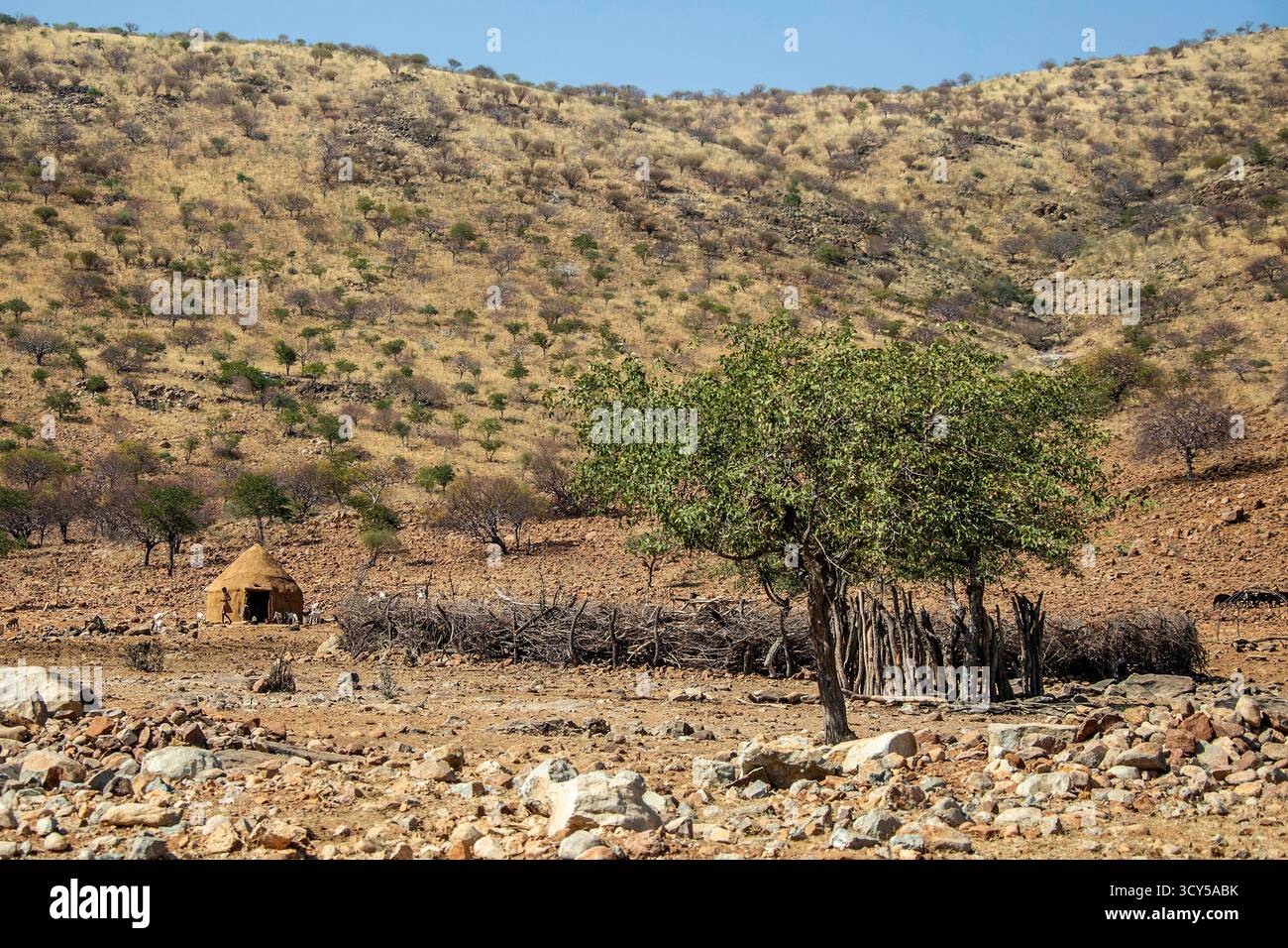 Un albero di mopane che dà l'unica ombra alla gente e agli animali di una capanna di wattle e daub Himba e kraal protetto, sulla D3700 tra Epupa e Ruaca Foto Stock