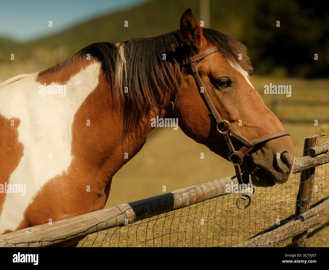 Primo piano di un cavallo marrone e bianco in piedi accanto a una recinzione di legno in una giornata di sole in un ambiente rurale Foto Stock
